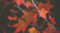 Trois feuilles d'érable rouges et orangées en automne