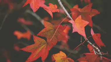 Trois feuilles d'érable rouges et orangées en automne