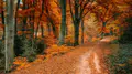 Route qui traverse une forêt aux couleurs d'automne