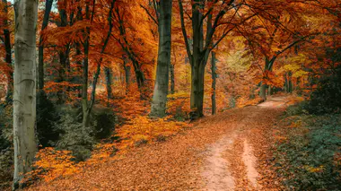 Route qui traverse une forêt aux couleurs d'automne